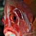 squirrelfish_sabre_elp_n_v_0022_egy0756.jpg